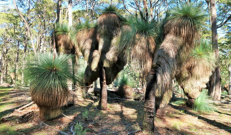 Large grass trees in Coolah Tops National Park. Photo: Nicola Brookhouse &copy; DPIE