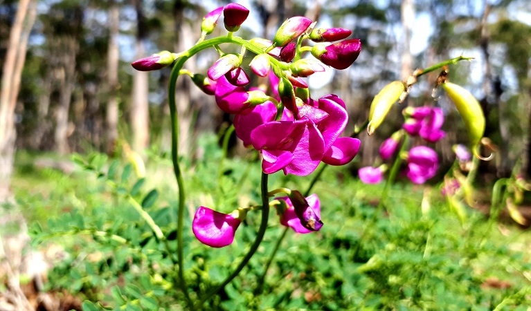 Virbrant pink darling peas in Coolah Tops National Park, near Coolah. Photo: Nicola Brookhouse &copy; DPIE