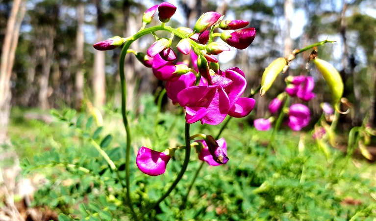 Virbrant pink darling peas in Coolah Tops National Park, near Coolah. Photo: Nicola Brookhouse &copy; DPIE