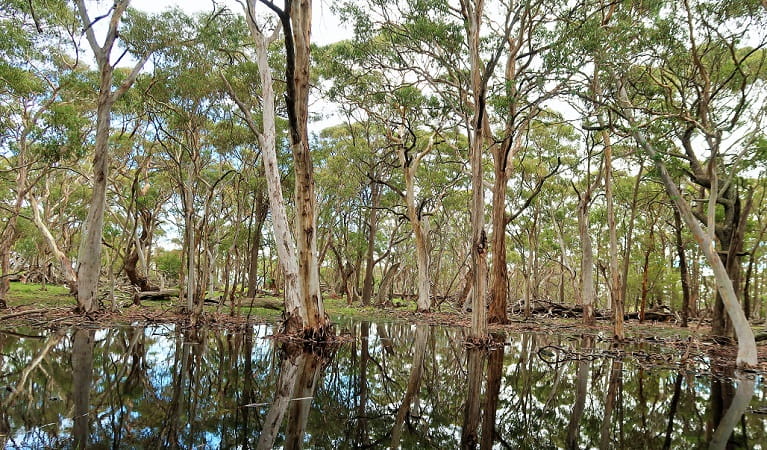 Gum trees in and surrounding a still pond in Coolah Tops National Park. Photo: Nicola Brookhouse &copy; DPIE
