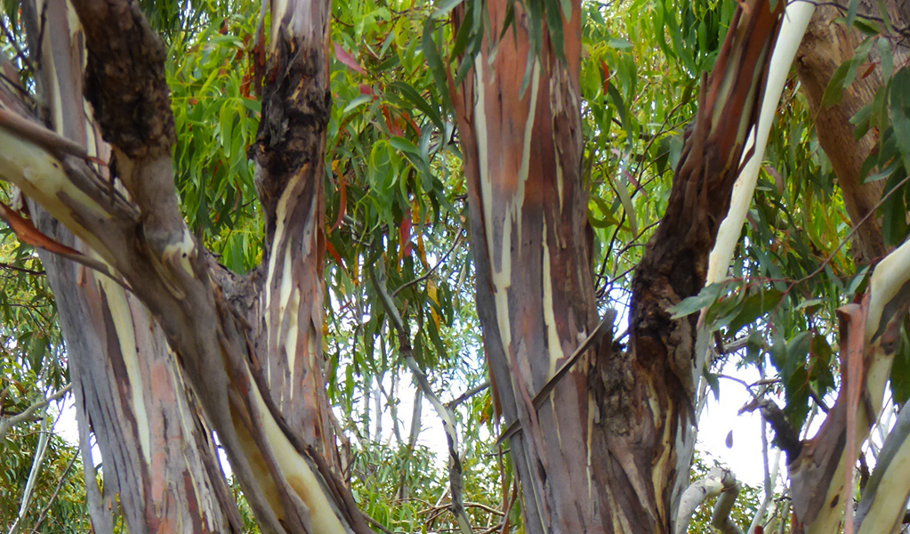 Image of snow gum tree canopy. Photo &copy; Fiona Gray