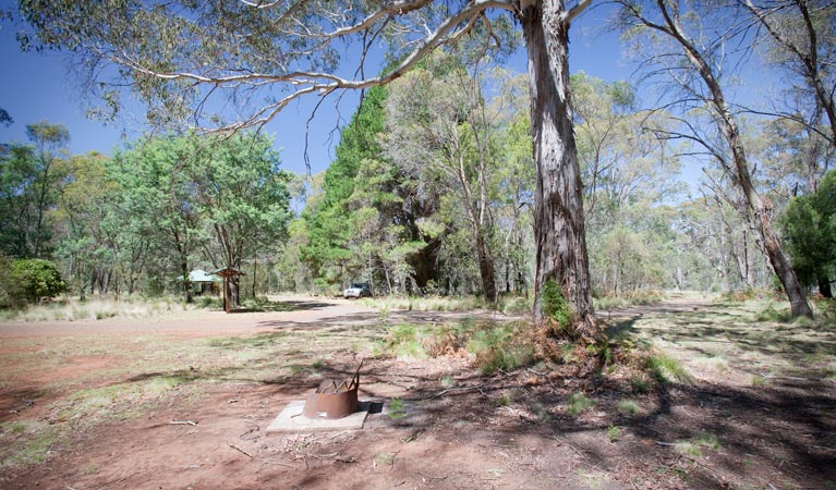 The Barracks campground, Coolah Tops National Park. Photo: Nick Cubbin/NSW Government