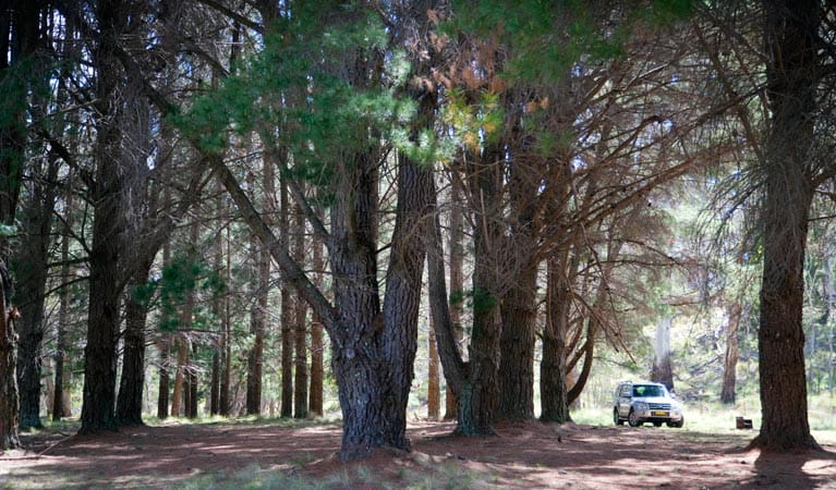 The Pines campground, Coolah Tops National Park. Photo: Nick Cubbin/NSW Government