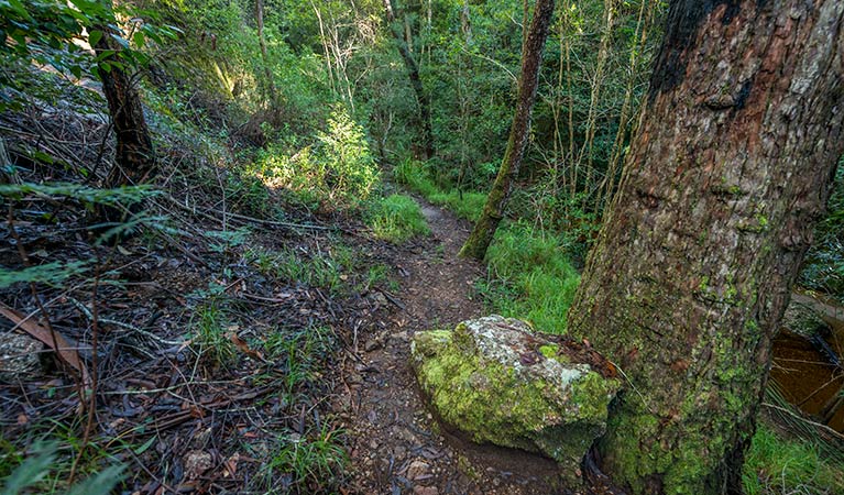 Newbys Creek walk and cave, Coorabakh National Park. Photo: John Spencer &copy; OEH