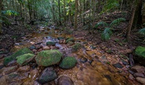 Starrs Creek picnic area, Coorabakh National Park. Photo: John Spencer