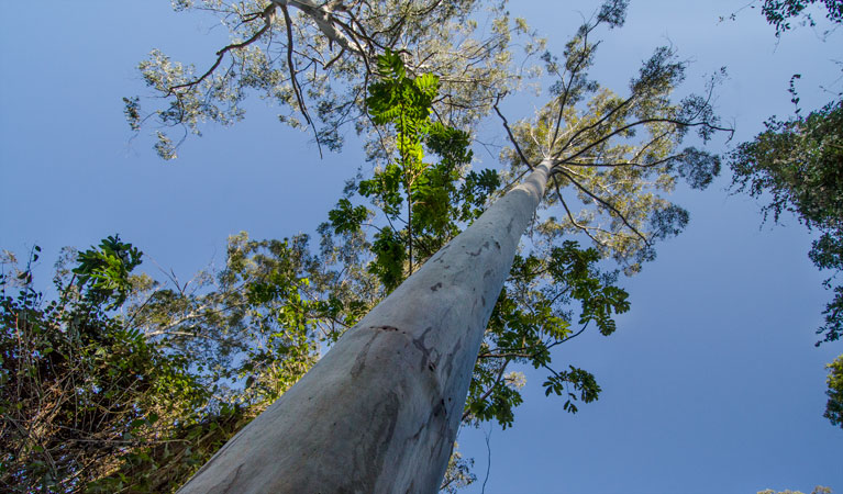 Basin Loop walking track, Copeland Tops State Conservation Area. Photo: John Spencer &copy; OEH