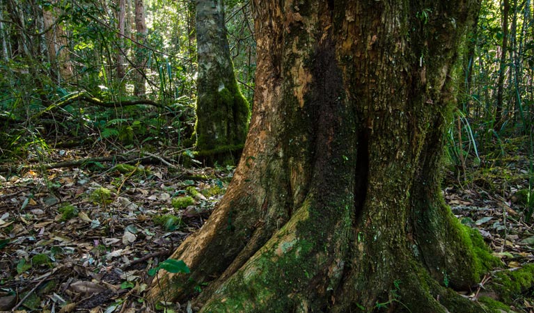 Hidden Treasure trail, Copeland Tops State Conservation Area. Photo: John Spencer &copy; OEH