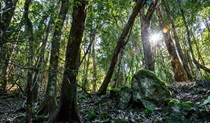 Hidden Treasure trail, Copeland Tops State Conservation Area. Photo: John Spencer &copy; OEH