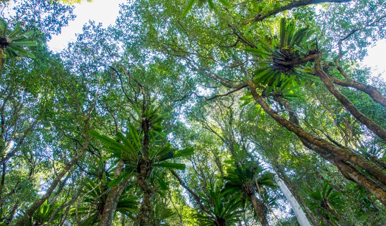Hidden Treasure trail, Copeland Tops State Conservation Area. Photo: John Spencer &copy; OEH