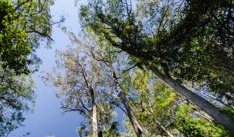 Hidden Treasure trail, Copeland Tops State Conservation Area. Photo: John Spencer &copy; OEH