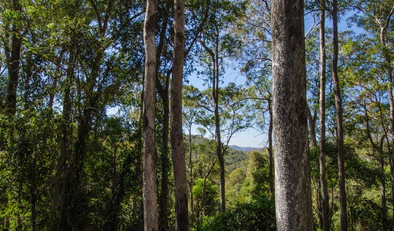 Basin Loop walking track, Copeland Tops State Conservation Area. Photo: John Spencer &copy; DPIE