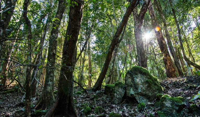 Hidden Treasure trail, Copeland Tops State Conservation Area. Photo: John Spencer &copy; DPIE