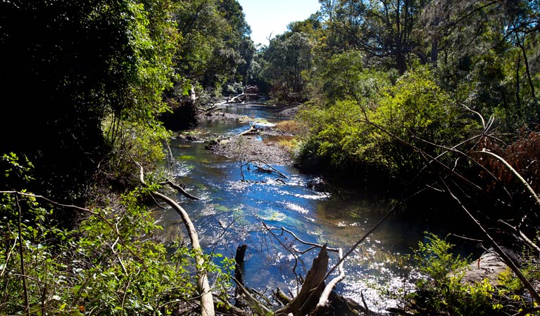 Coramba Nature Reserve. Photo: Robert Cleary &copy; DPIE