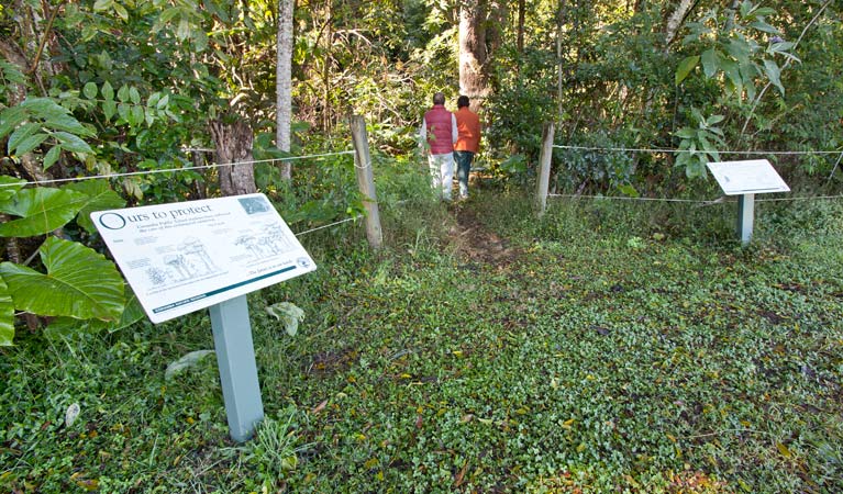 Rainforest walk, Coramba Nature Reserve. Photo: Rob Cleary &copy; OEH