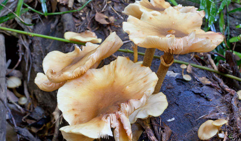 Rainforest walk, Coramba Nature Reserve. Photo: Rob Cleary &copy; OEH