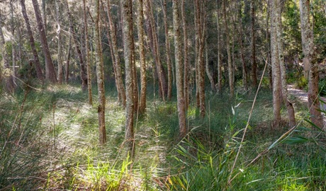 Anabranch Loop Track, Corramy Regional Park. Photo: Michael van Ewijk &copy; OEH