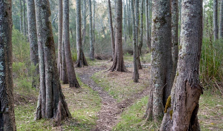 Anabranch Loop Track, Corramy Regional Park. Photo: Michael van Ewijk &copy; OEH