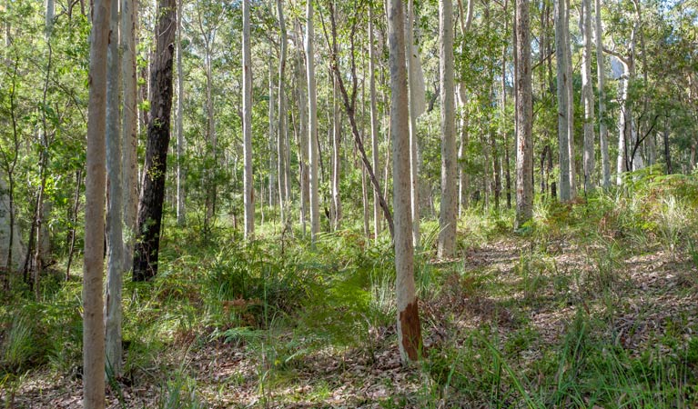 Anabranch Loop Track, Corramy Regional Park. Photo: Michael van Ewijk &copy; OEH