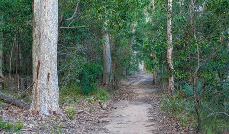 Delta Track, Corramy Regional Park. Photo: Michael van Ewijk &copy; OEH