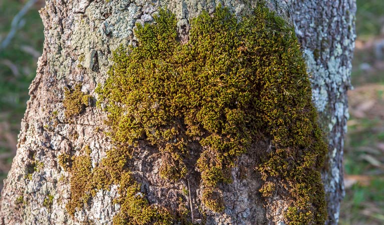 Moss on a tree along Anabranch loop track in Corramy Regional Park. Photo: Michael van Ewijk &copy; DPIE