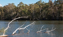 Delta Track, Corramy Regional Park. Photo: Michael van Ewijk &copy; OEH