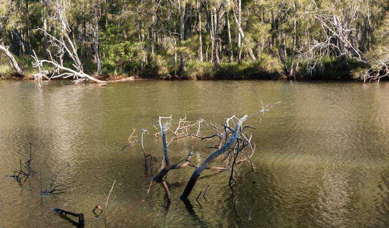 Wanlandian Creek, Corramy Regional Park. Photo: Michael van Ewijk &copy; OEH