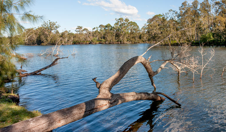 Wandandian Creek, Corramy Regional Park. Photo: Michael van Ewijk &copy; OEH