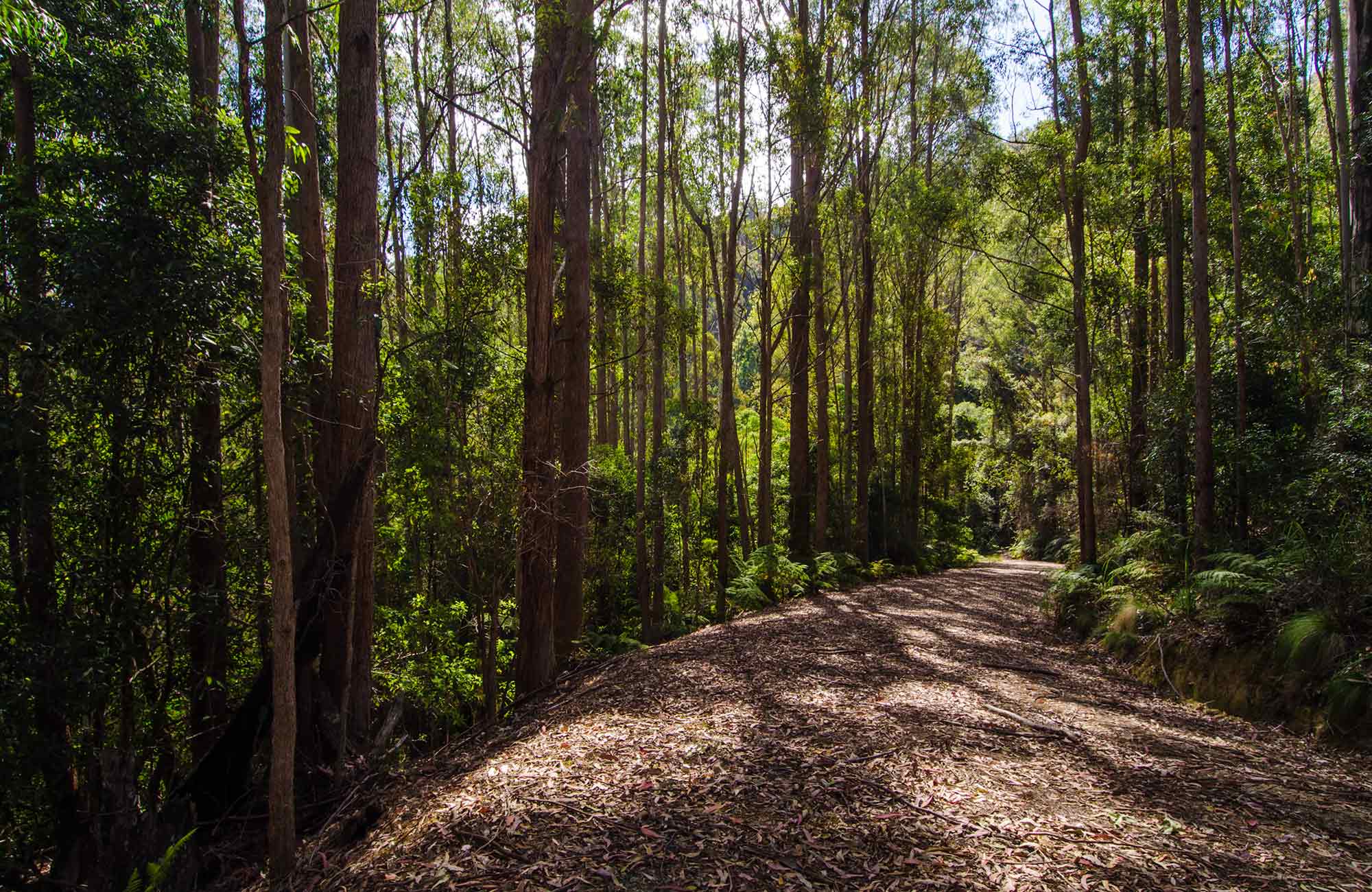Myrtle Scrub scenic drive, Cottan-Bimbang National Park. Photo: John Spencer/NSW Government
