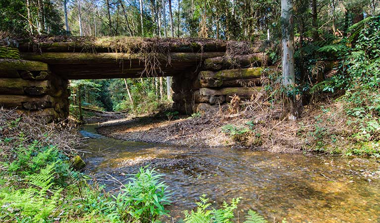 Myrtle Scrub scenic drive, Cottan-Bimbang National Park. Photo: John Spencer/NSW Government