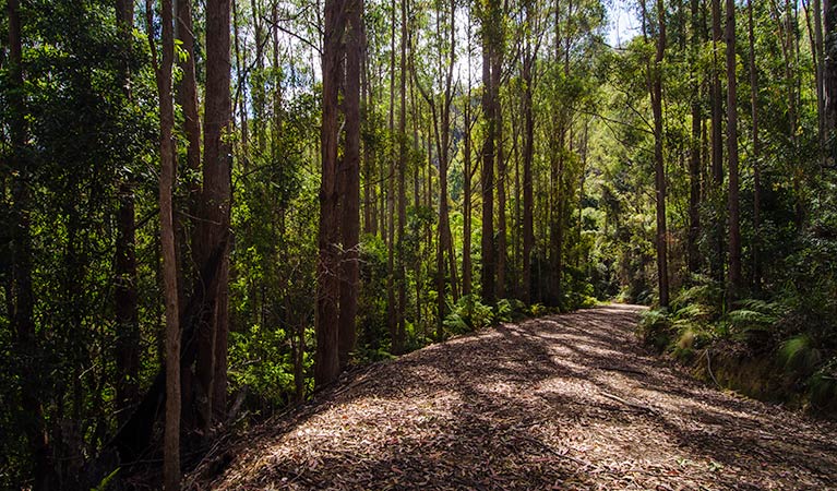 Myrtle Scrub scenic drive, Cottan-Bimbang National Park. Photo: John Spencer/NSW Government