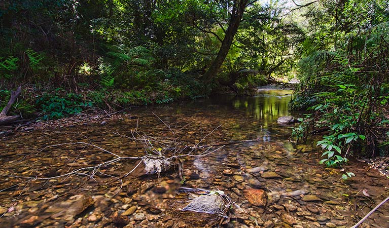 Myrtle Scrub scenic drive, Cottan-Bimbang National Park. Photo: John Spencer/NSW Government