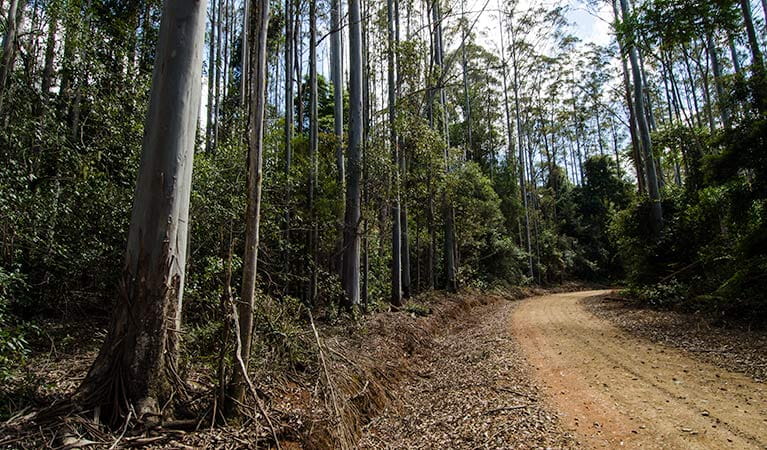 Myrtle Scrub scenic drive, Cottan-Bimbang National Park. Photo: John Spencer/OEH