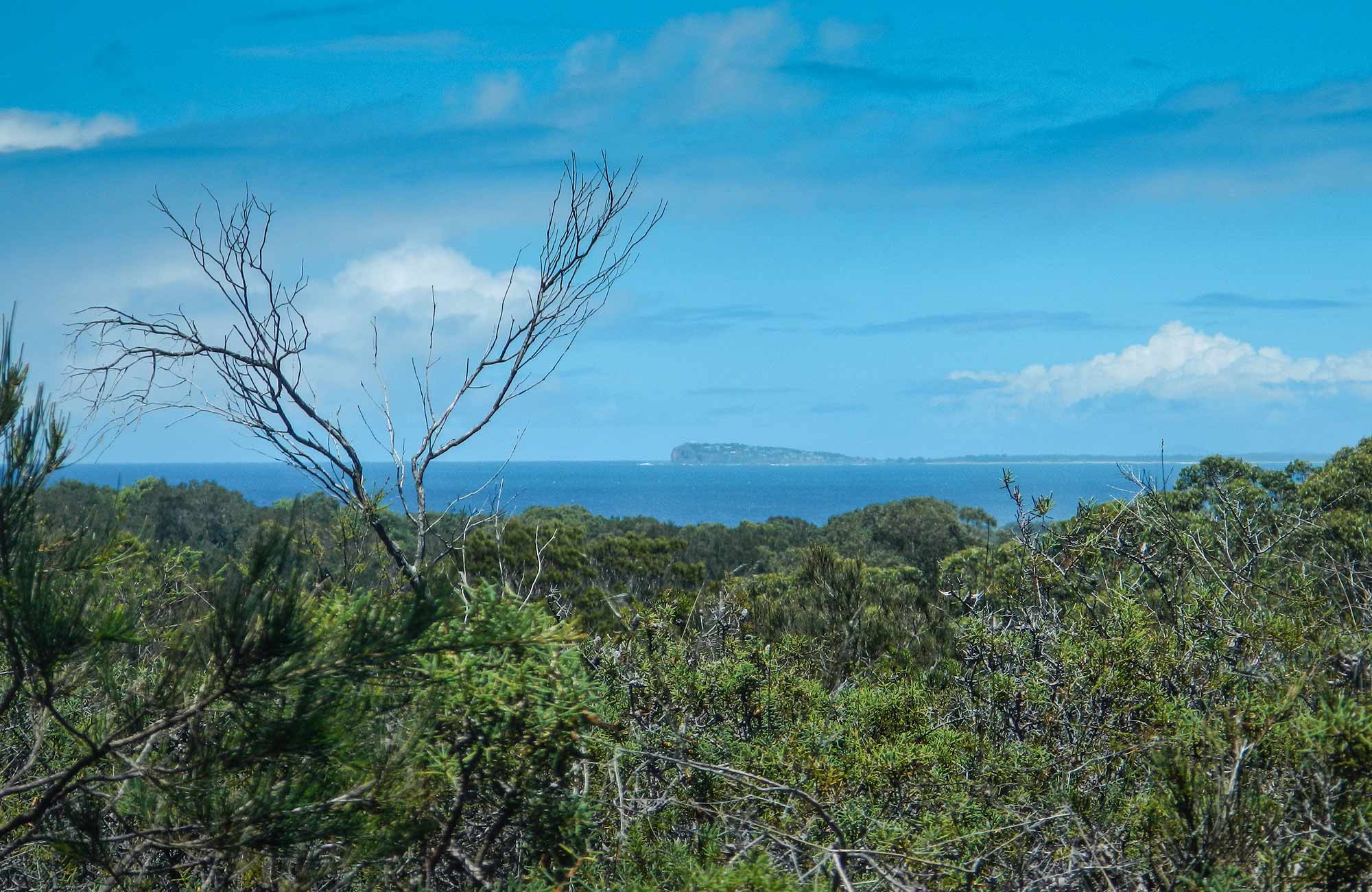 Forest walking track, Crowdy Bay National Park. Photo: Debby McGerty/NSW Government