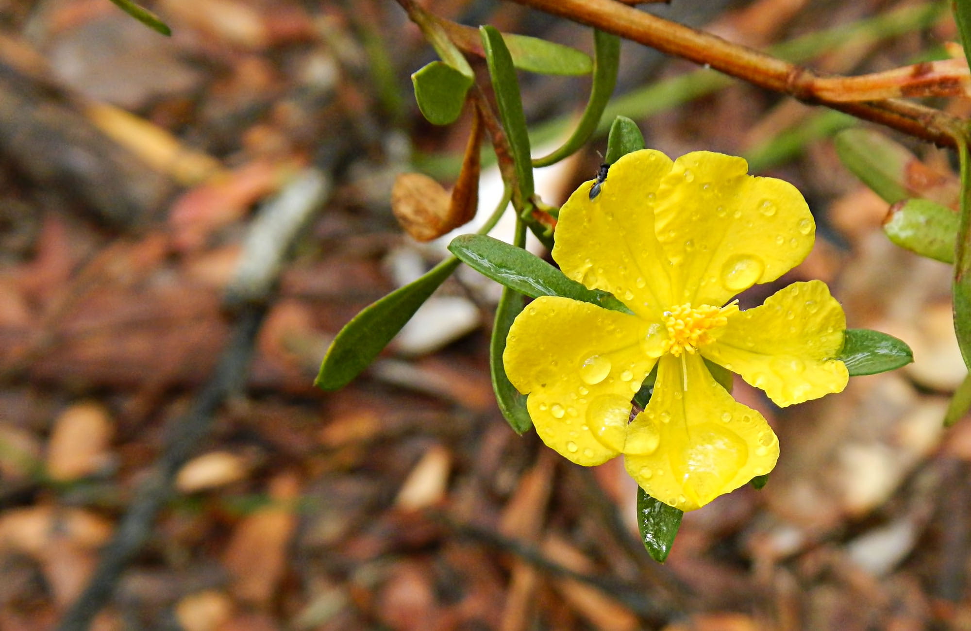 Yellow Flower. Photo: Debby McGerty 