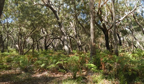 Blackbutt picnic area, Crowdy Bay National Park. Photo: Debby McGerty &copy; OEH