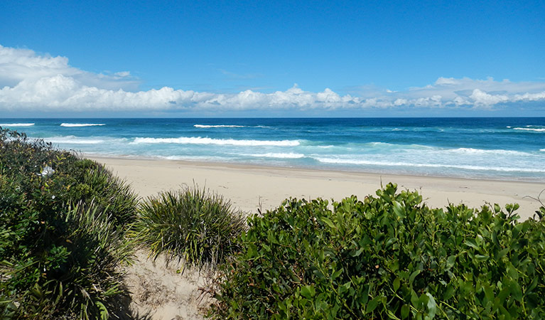 Cheesetree picnic area, Crowdy Bay National Park. Photo: Debby McGerty &copy; OEH