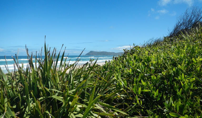 Cheesetree picnic area, Crowdy Bay National Park. Photo: Debby McGerty &copy; OEH