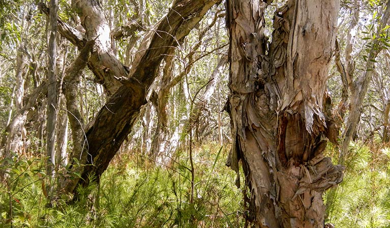 Cheesetree picnic area, Crowdy Bay National Park. Photo: Debby McGerty &copy; OEH