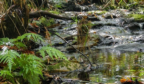 Forest walking track, Crowdy Bay National Park. Photo: Debby McGerty &copy; OEH