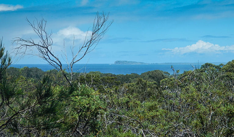 Forest walking track, Crowdy Bay National Park. Photo: Debby McGerty &copy; OEH