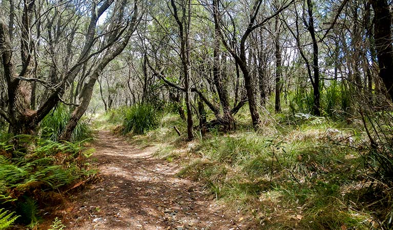Forest walking track, Crowdy Bay National Park. Photo: Debby McGerty &copy; OEH