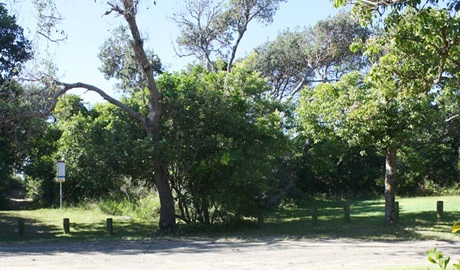 Geebung picnic area, Crowdy Bay National Park. Photo: Andy Marshall/NSW Government