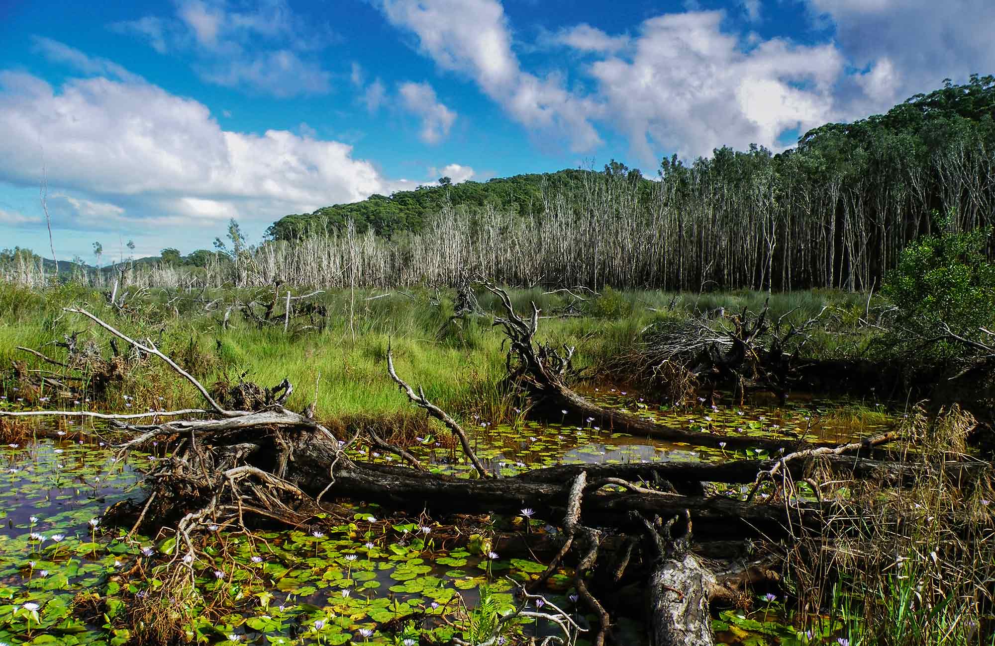 Cudgen Nature Reserve. Photo: Alan Goodwin/NSW Government