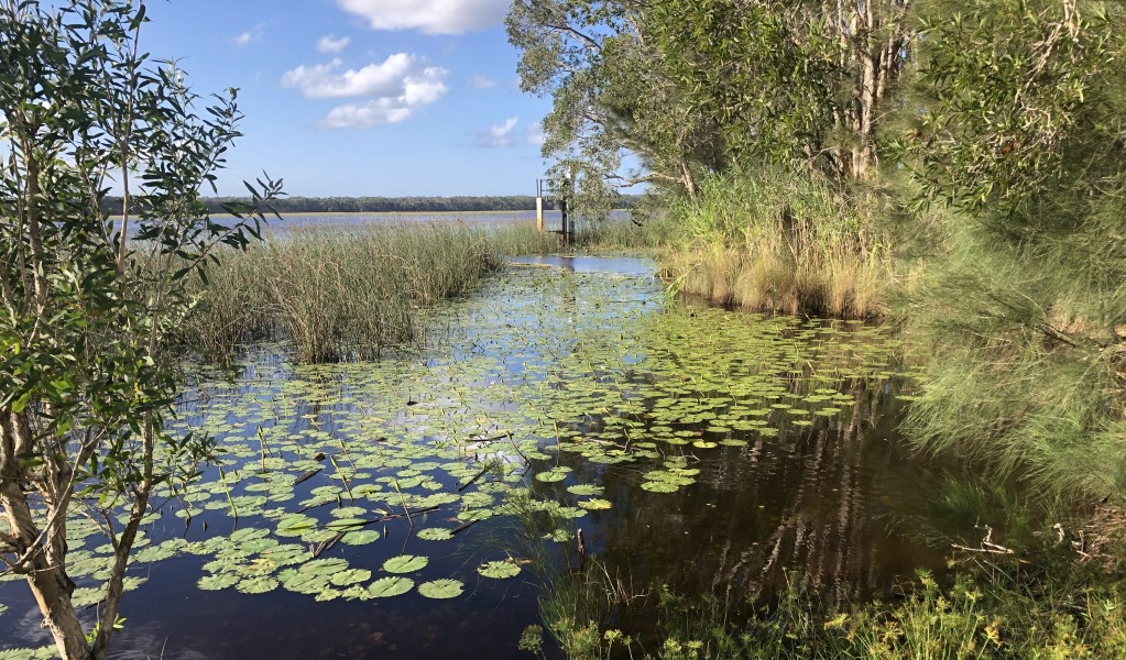 A view of Cudgen Lake surrounded by trees. Photo: Jessica Stokes &copy; OEH