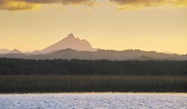 Cudgen Nature Reserve. Photo: NSW Government