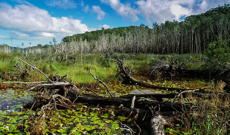 Cudgen Nature Reserve. Photo: Alan Goodwin/NSW Government