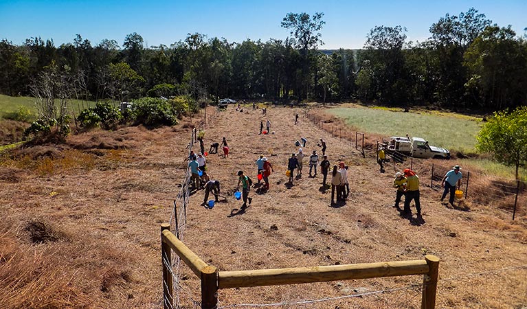 Volunteers planting trees on cleared ground at Cudgen Nature Reserve. Photo: NSW Government