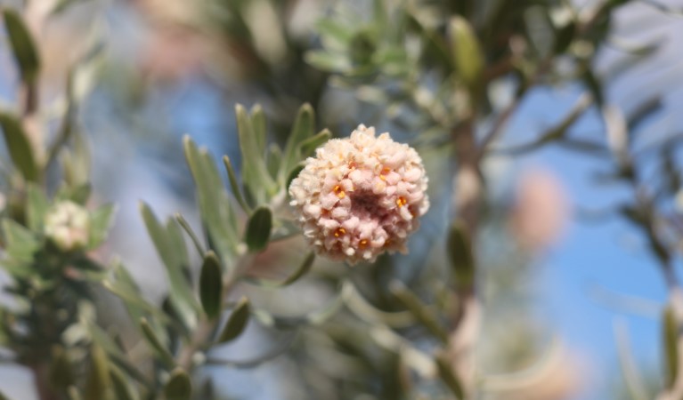 A wildflower along Culgoa Connellys track in Culgoa National Park. Photo &copy; Jessica Stokes