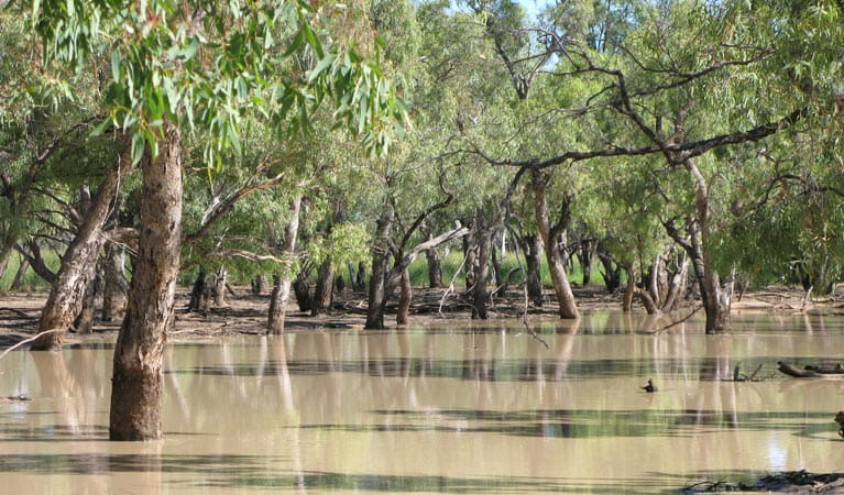 Nebine Creek, Culgoa National Park. Photo: NSW Government