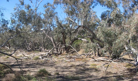 Culgoa National Park. Photo &copy; Dinitee Haskard